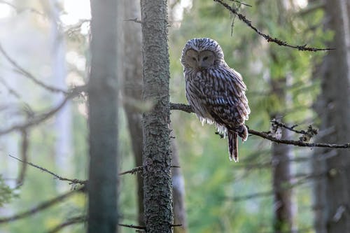 有关strix uralensis, 乌拉尔猫头鹰, 动物的免费素材图片