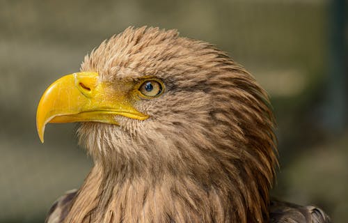 有关accipitriformes, 侧面图, 动物的免费素材图片