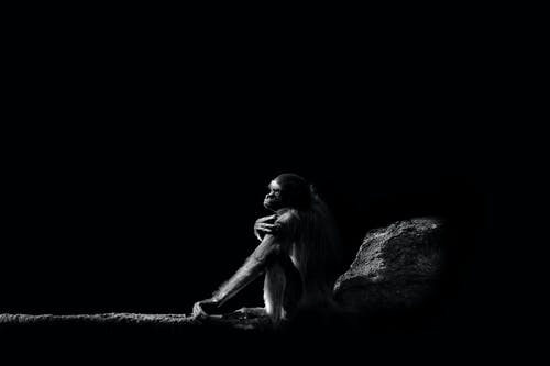 有关bw, 休息, 侧面图的免费素材图片