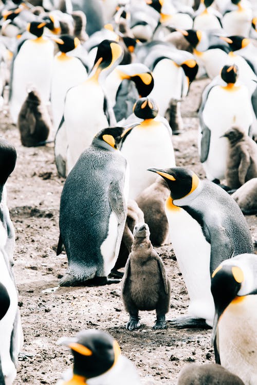 有关一起, 企鹅, 动物学的免费素材图片