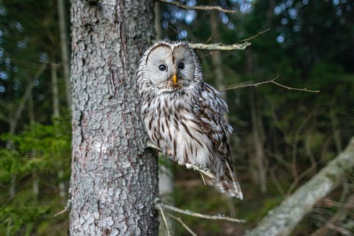 有关strix uralensis, 乌拉尔猫头鹰, 动物的免费素材图片