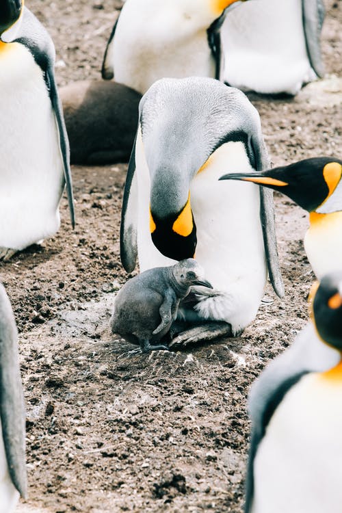 有关一起, 企鹅, 动物学的免费素材图片
