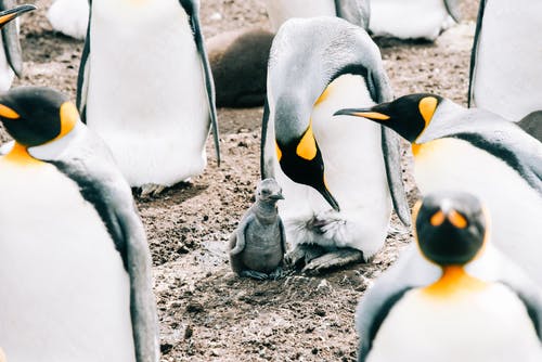 有关一群动物, 一起, 企鹅的免费素材图片