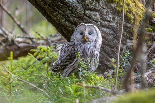 有关strix uralensis, 乌拉尔猫头鹰, 动物的免费素材图片