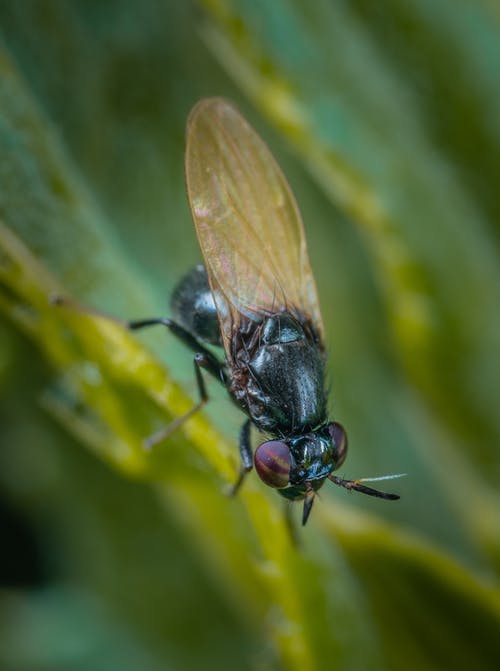 有关垂直拍摄, 微距拍摄, 昆虫的免费素材图片