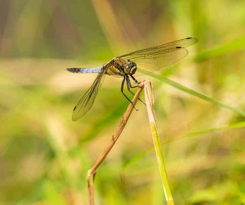 有关anisoptera, 侧面图, 充满活力的免费素材图片