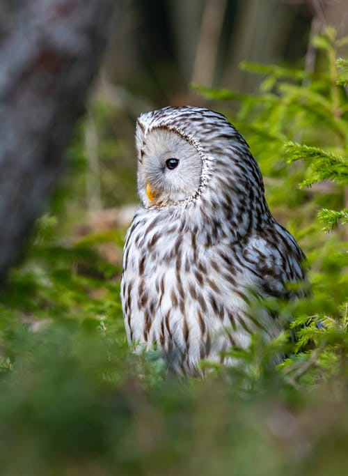 有关strix uralensis, 乌拉尔猫头鹰, 动物的免费素材图片