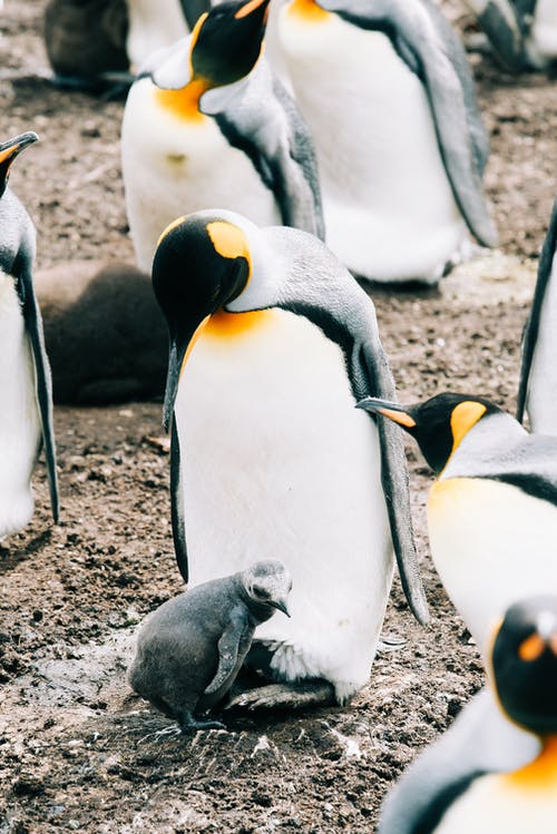 有关一群动物, 企鹅, 动物学的免费素材图片
