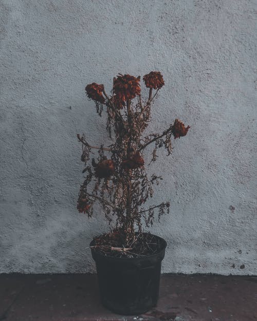 有关一串, 乾燥, 乾的的免费素材图片