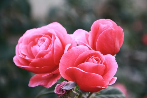 有关植物群, 特写镜头, 粉红玫瑰的免费素材图片