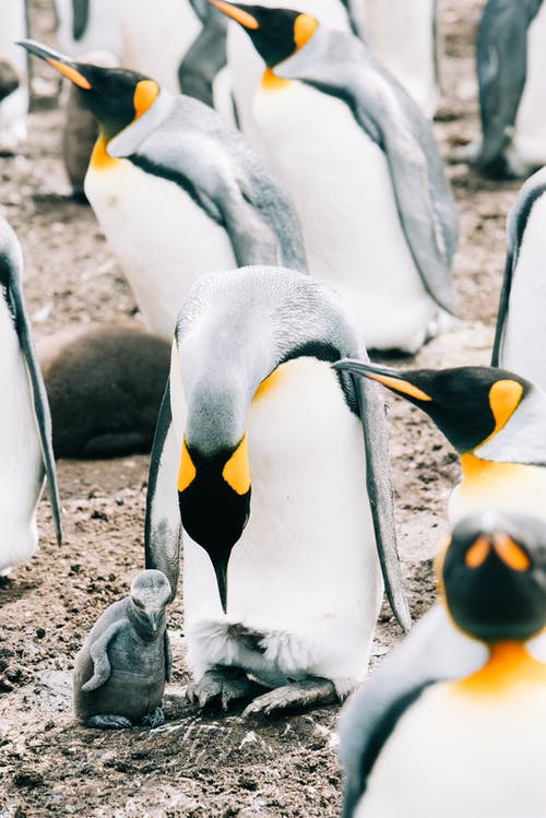 有关一群动物, 企鹅, 动物学的免费素材图片