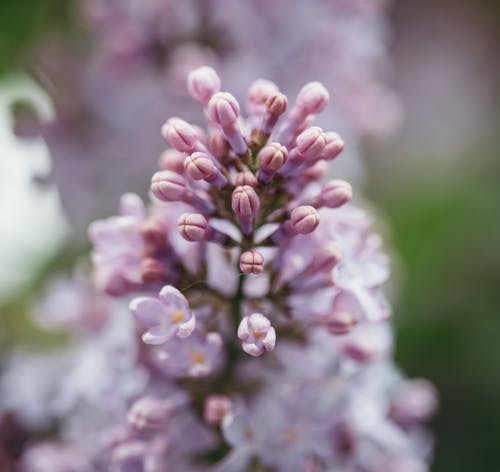 有关syringa vulgaris, 優雅, 冷靜的免费素材图片