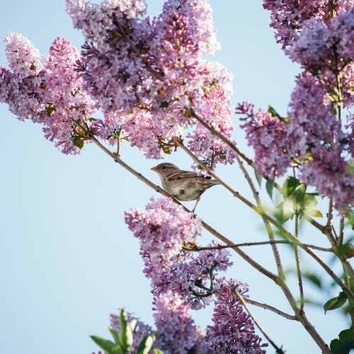 有关syringa vulgaris, 从下面, 公园的免费素材图片