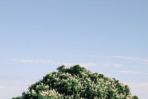 有关公园, 分公司, 动物的免费素材图片