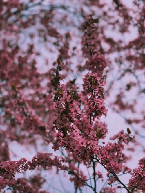 布什的树枝上的小粉红花 · 免费素材图片