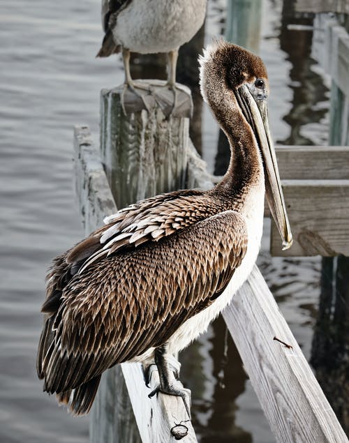 有关pelecanidae, pelecanus, 休息的免费素材图片