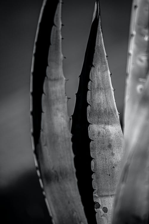 有关bw, 不均匀的, 乾的的免费素材图片