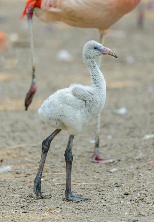 有关phoenicopterus roseus, 下, 侧面图的免费素材图片