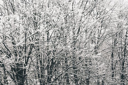 有关ICEE, 下雪的, 光秃秃的树木的免费素材图片
