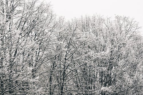 有关ICEE, 下雪的, 光秃秃的树木的免费素材图片