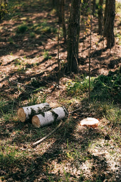 有关公园, 冷静, 原本的免费素材图片