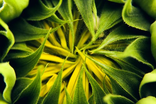 盛开的向日葵尖刺的叶子的特写 · 免费素材图片