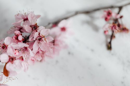 有关地平线, 增长, 多年生的免费素材图片