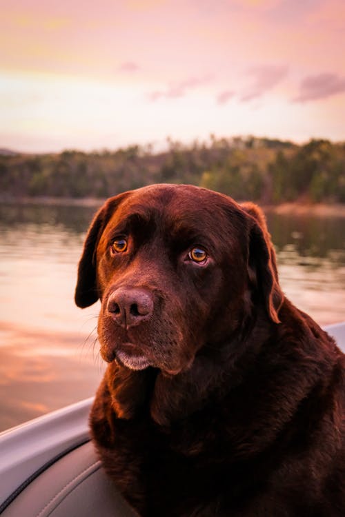 有关动物头, 动物的眼睛, 动物的免费素材图片