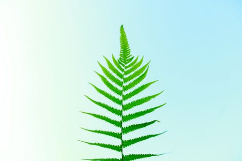 有关Copyspace, 充满活力, 公园的免费素材图片