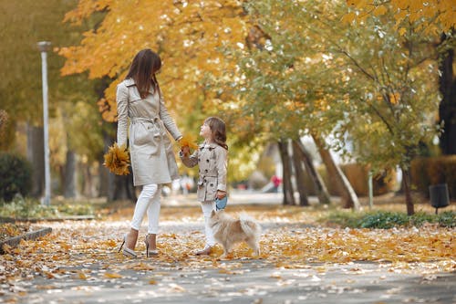 有关下落, 世代, 享受的免费素材图片