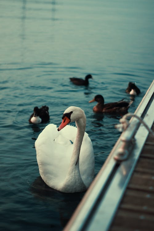 有关垂直拍摄, 天鹅, 游泳的免费素材图片