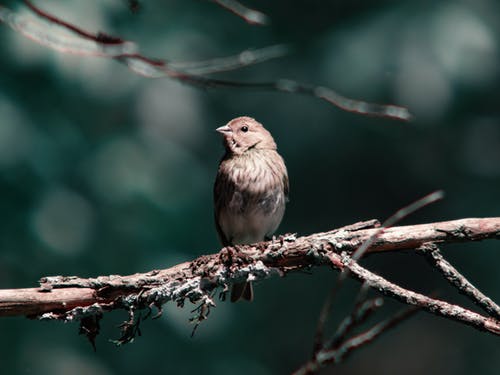 有关公园, 冷静, 分公司的免费素材图片