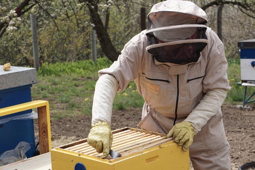 有关养蜂业, 养蜂人, 养蜂人套装的免费素材图片