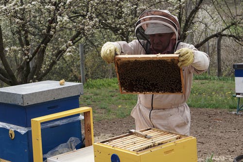 有关一群, 养蜂业, 养蜂人的免费素材图片