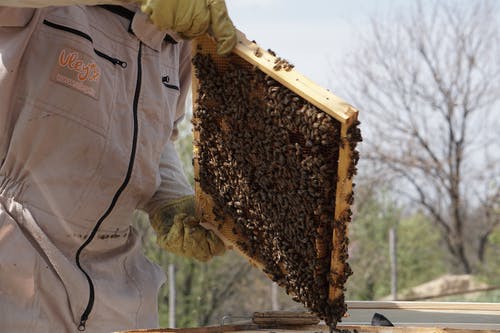 有关一群, 养蜂业, 养蜂人的免费素材图片