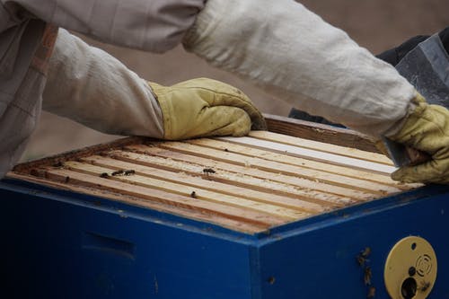 有关养蜂业, 养蜂人, 养蜂人套装的免费素材图片