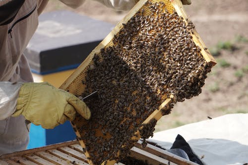 有关一群, 养蜂业, 养蜂人的免费素材图片