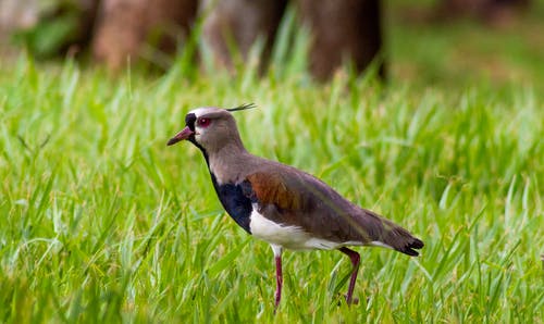 有关侧面图, 公园, 地平线的免费素材图片