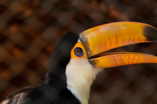 有关ramphastos, 侧面图, 动物学的免费素材图片