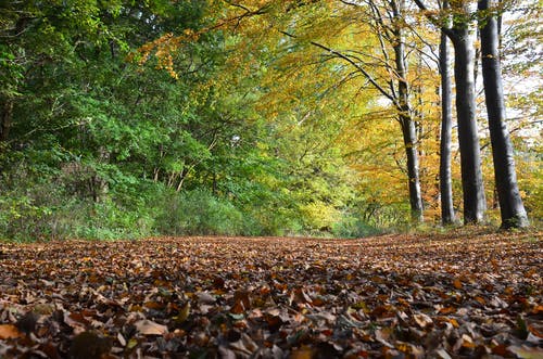 有关Copyspace, 下落, 公园的免费素材图片