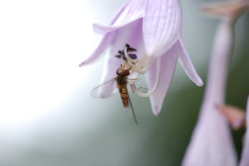 有关anisoptera, 公园, 动物的免费素材图片