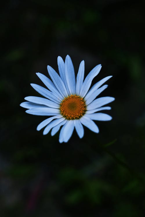 有关健康, 冷静, 和平的的免费素材图片