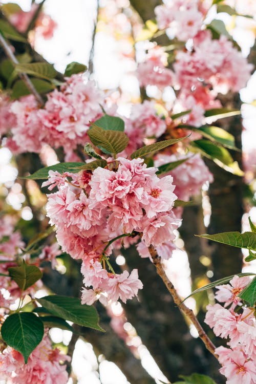 有关blooming, branch, bright的免费素材图片