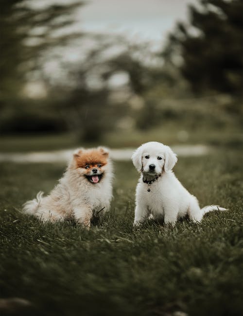 可爱的博美犬和金毛在草坪上 · 免费素材图片