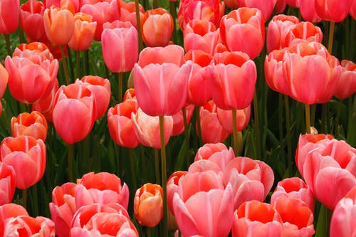 有关味道, 壁纸, 微妙的免费素材图片