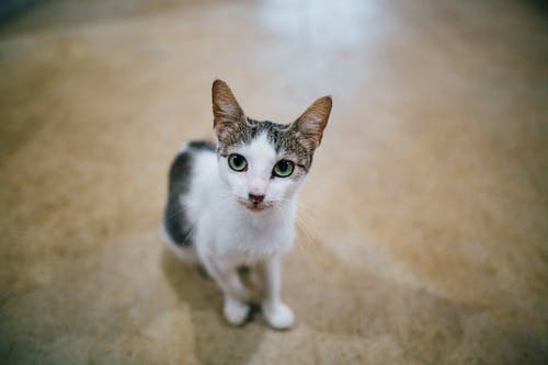 有关伴侣, 公寓, 冷静的免费素材图片