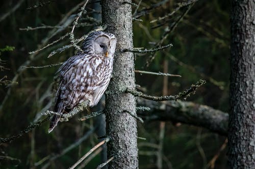 有关strix uralensis, 乌拉尔猫头鹰, 动物的免费素材图片