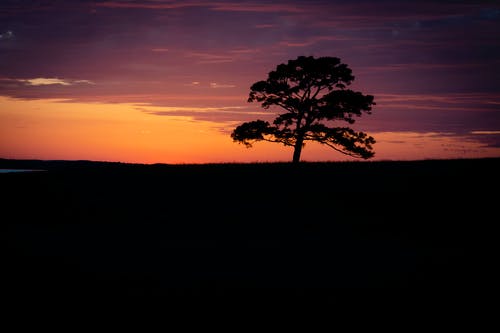 有关剪影, 日落, 树的免费素材图片