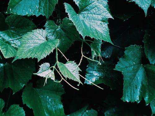 有关充满活力, 兰amp, 图案的免费素材图片