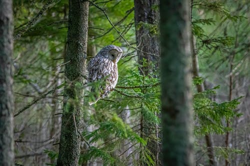 有关strix uralensis, 乌拉尔猫头鹰, 动物的免费素材图片